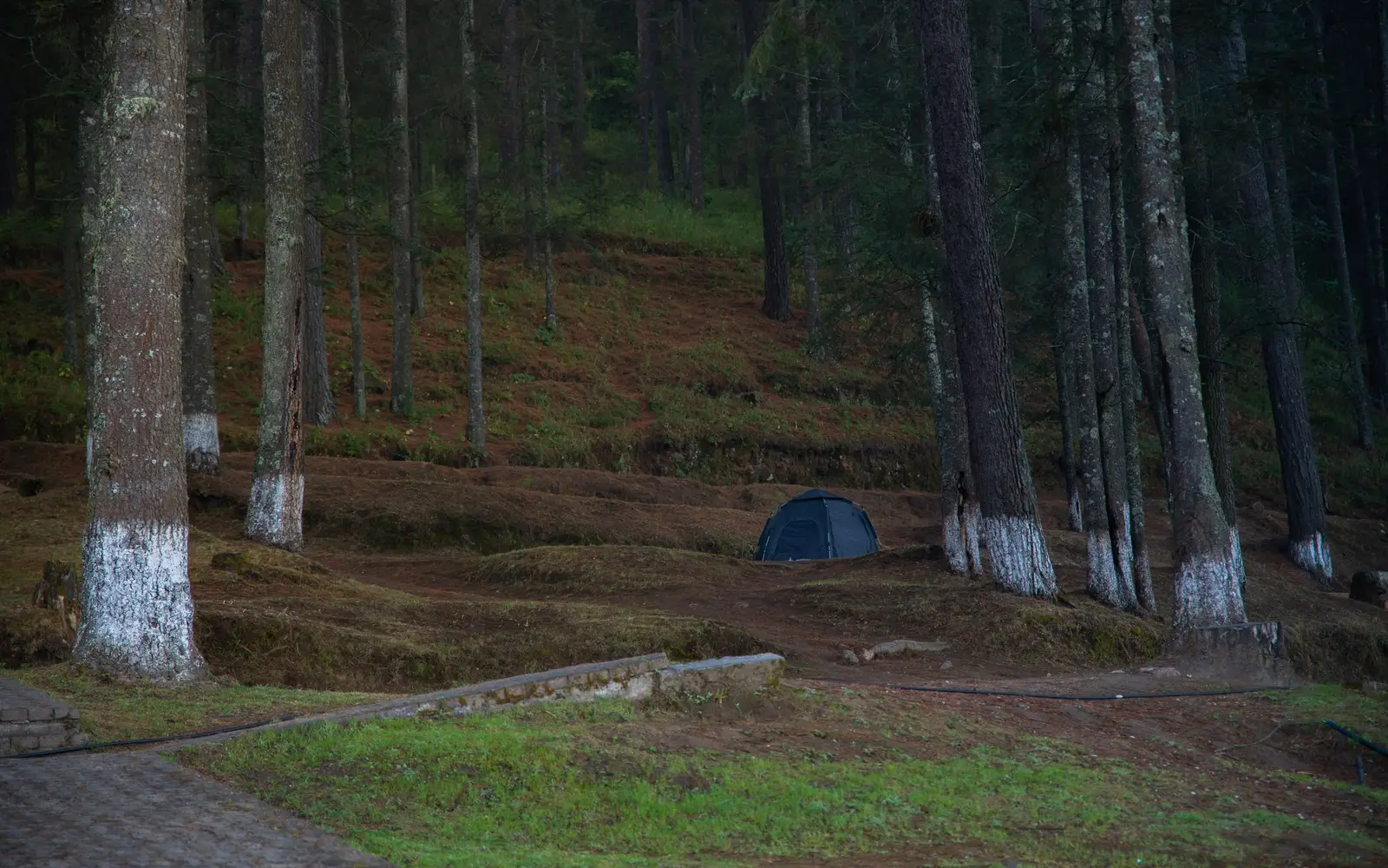 Bosque de pinos con una casa de campaña al fondo en una mañana tranquila