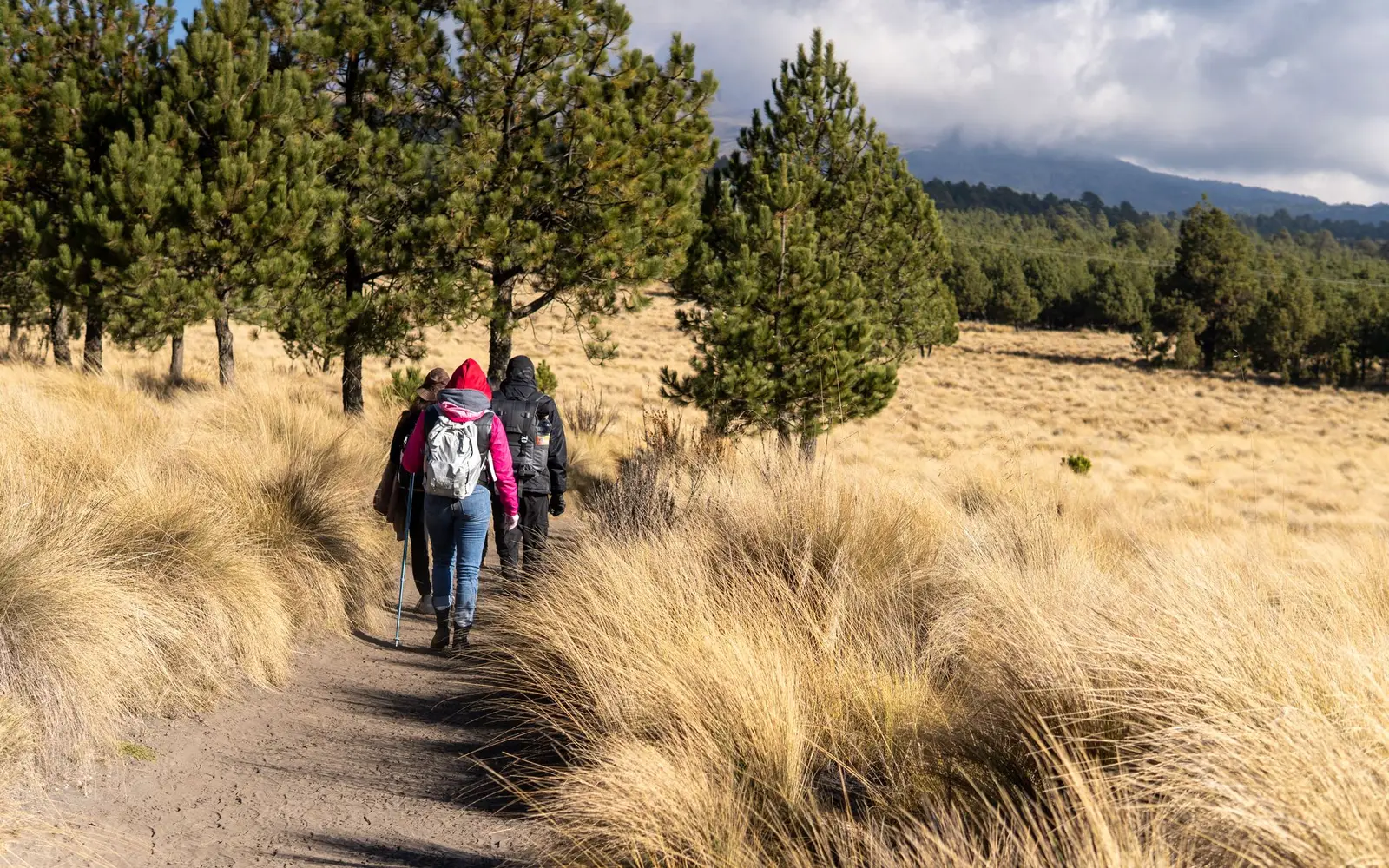 Grupo de excursionistas caminando por un sendero entre zacatonal y pinos de alta montaña