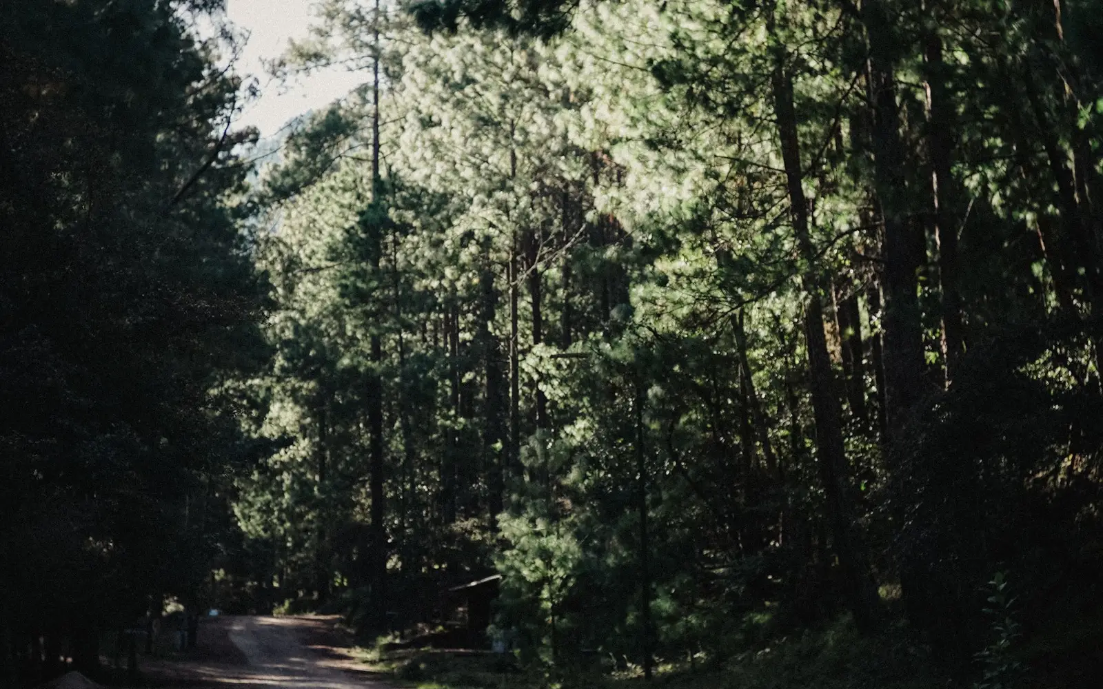 Camino de terracería que atraviesa un bosque de pinos con luz suave entre los árboles